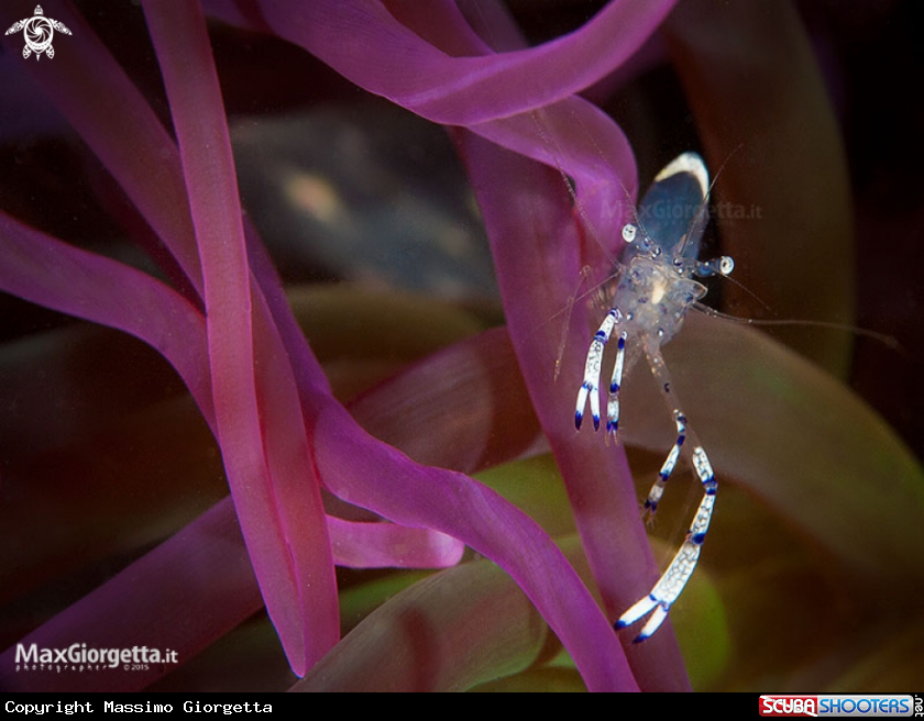A anemon shrimp