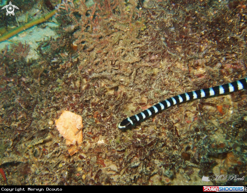 A Banded Sea Krait