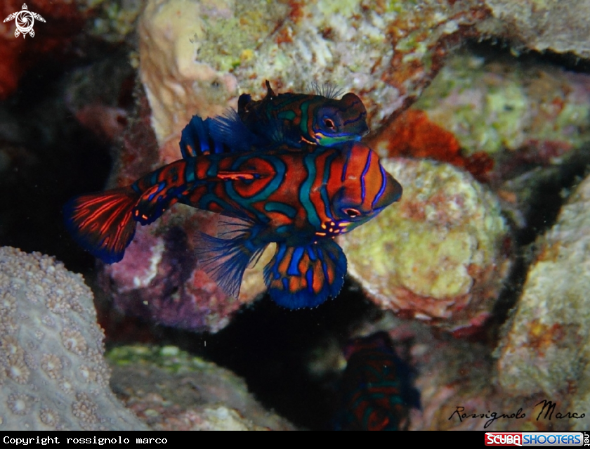 A Mandarin fish