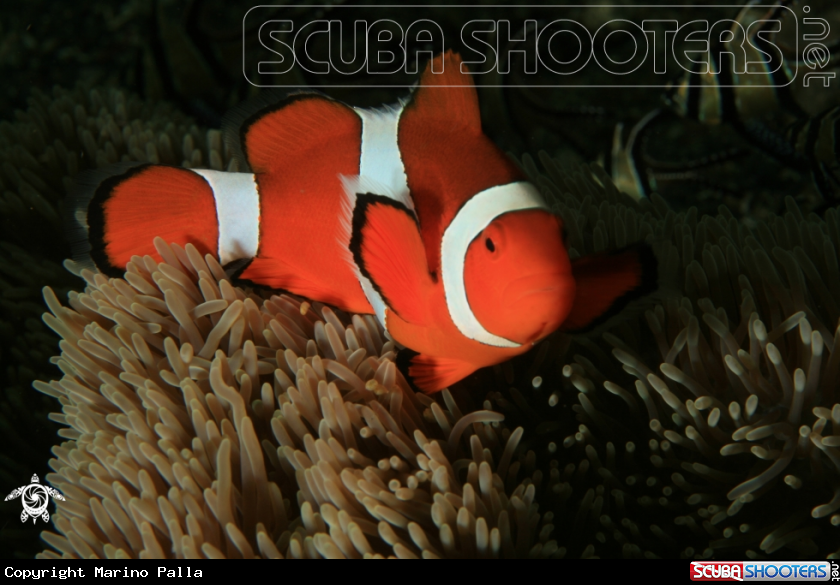 A anemone fish