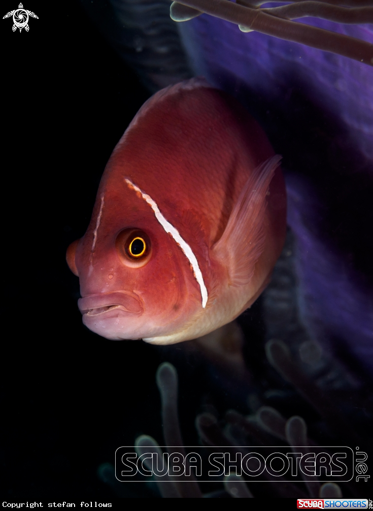 A Pink Anemonefish