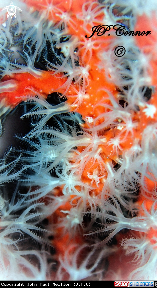 A Corail rouge de Méditerranée