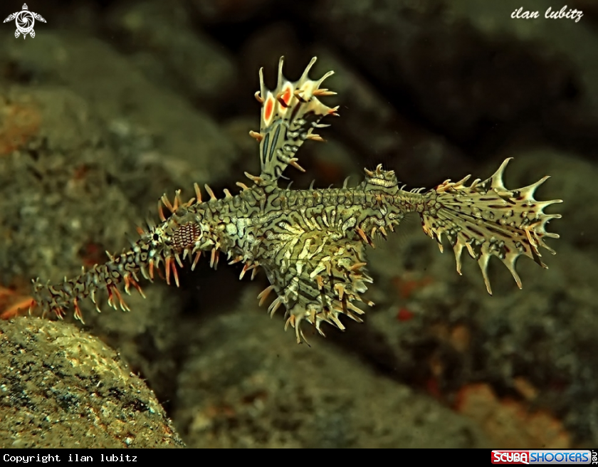 A Ghost pipefish