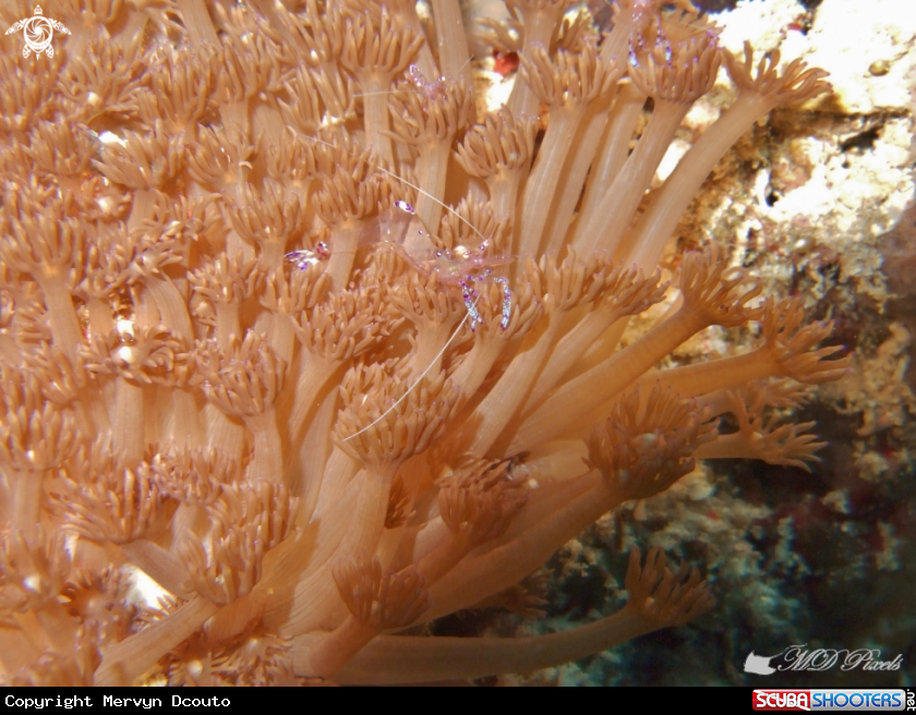 A Anemone Shrimp