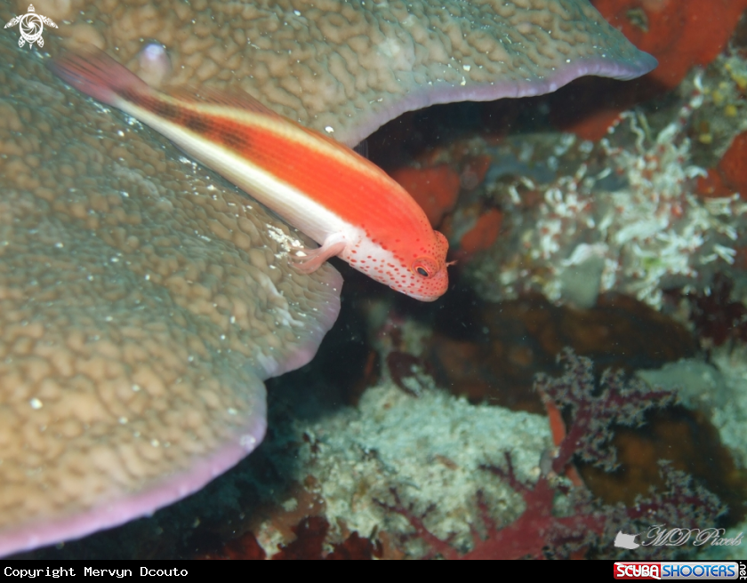 A Freckled Hawkfish
