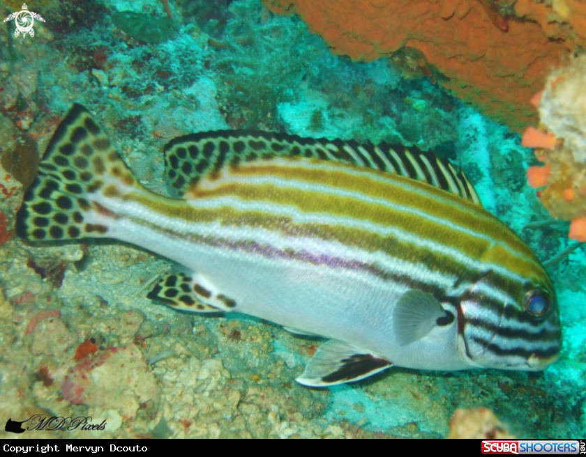 A Striped Sweetlips