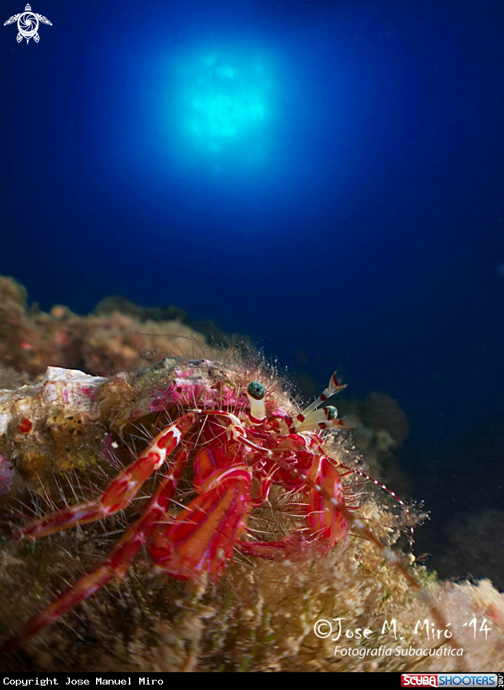 A Hermit Crab