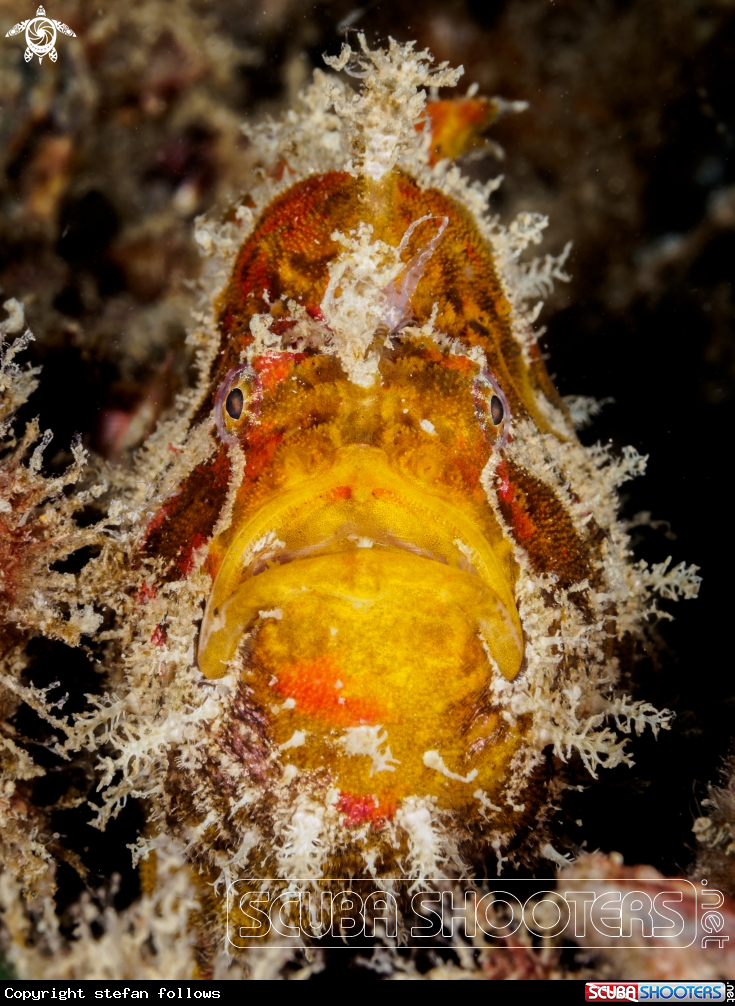 A Frogfish