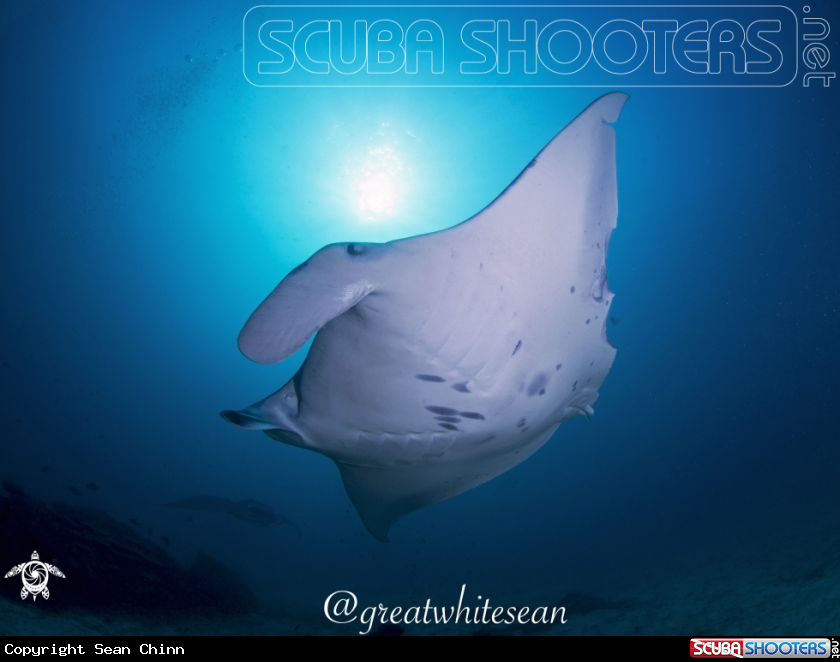 A Manta Ray