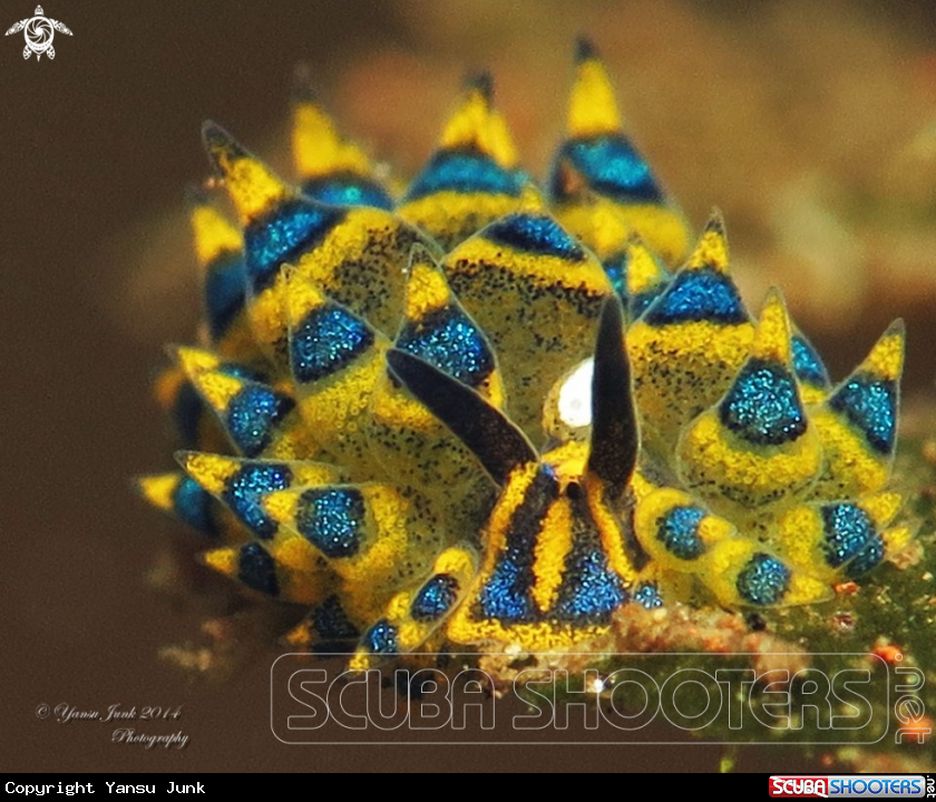 A stilliger ornatus