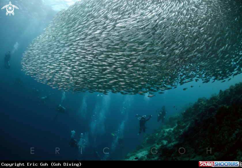 A Sardines. 