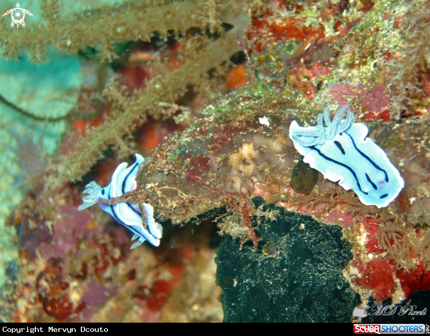 A Willan's Chromodoris
