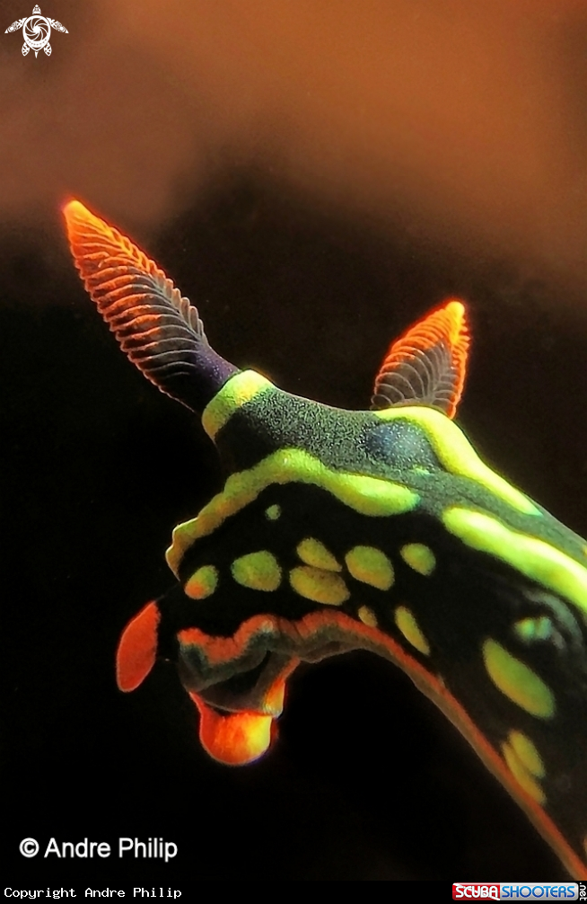 A Nembrotha Kubaryana Nudibranch