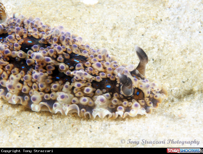 A Krusenstern's Dendrodoris