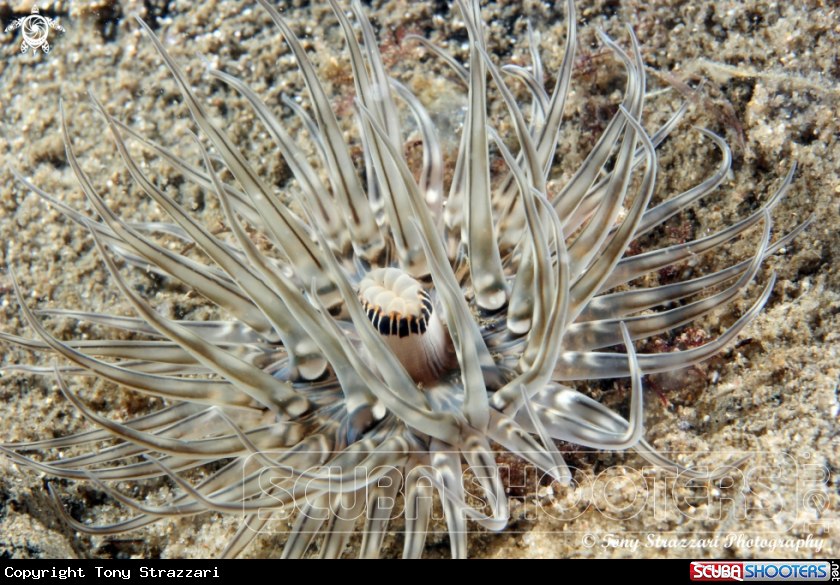 A Tube anemone