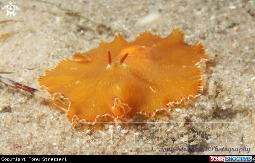 A White-lined Flatworm