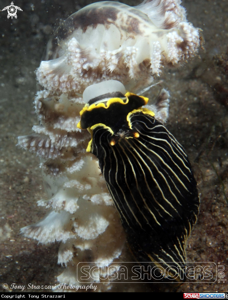 A Black-face Armina