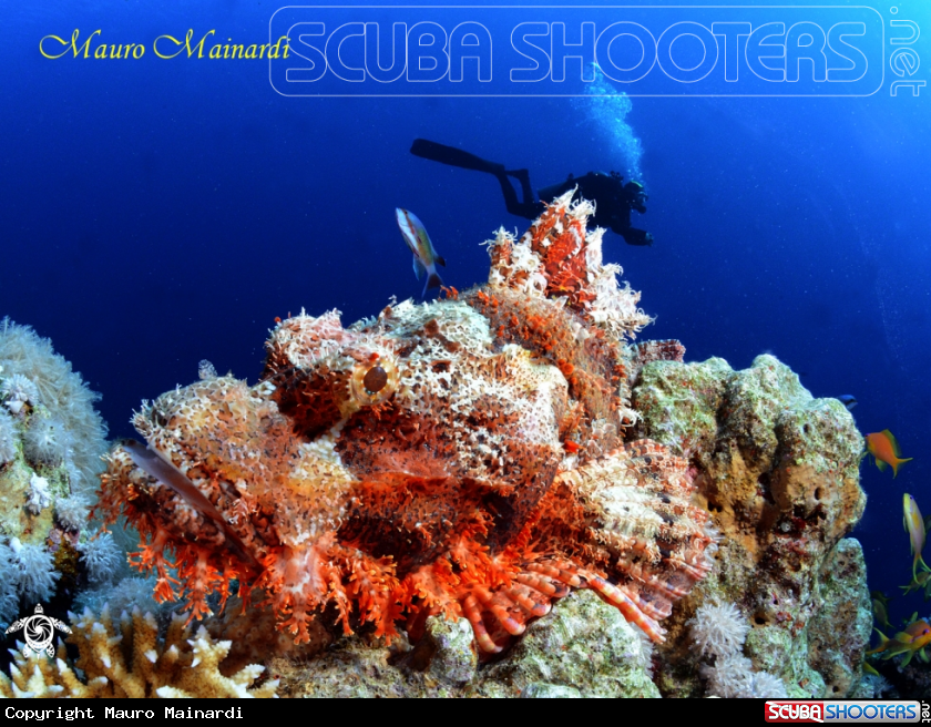 A Scorpionfish