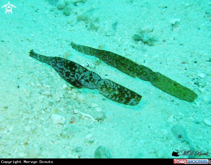 A Robust ghost pipefish