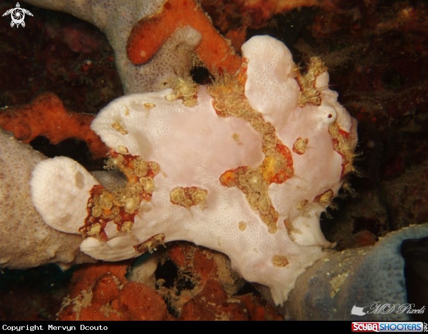 A Frogfish