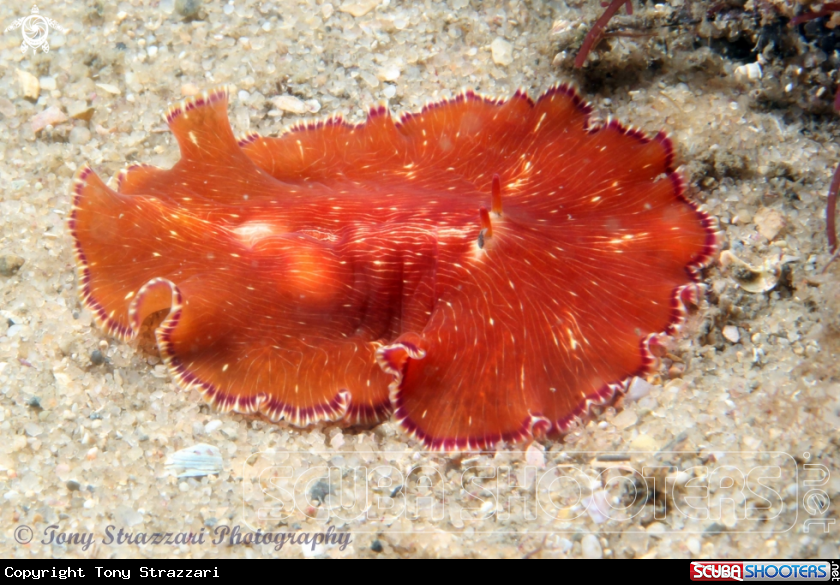 A White-lined Flatworm