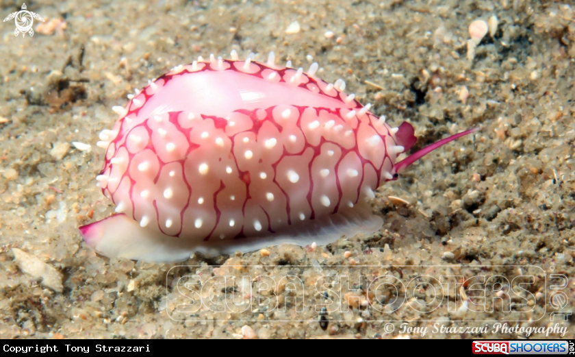 A Banded Ovulid