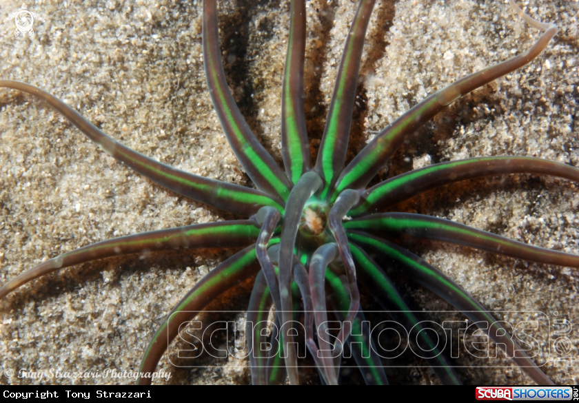A Green tube anemone