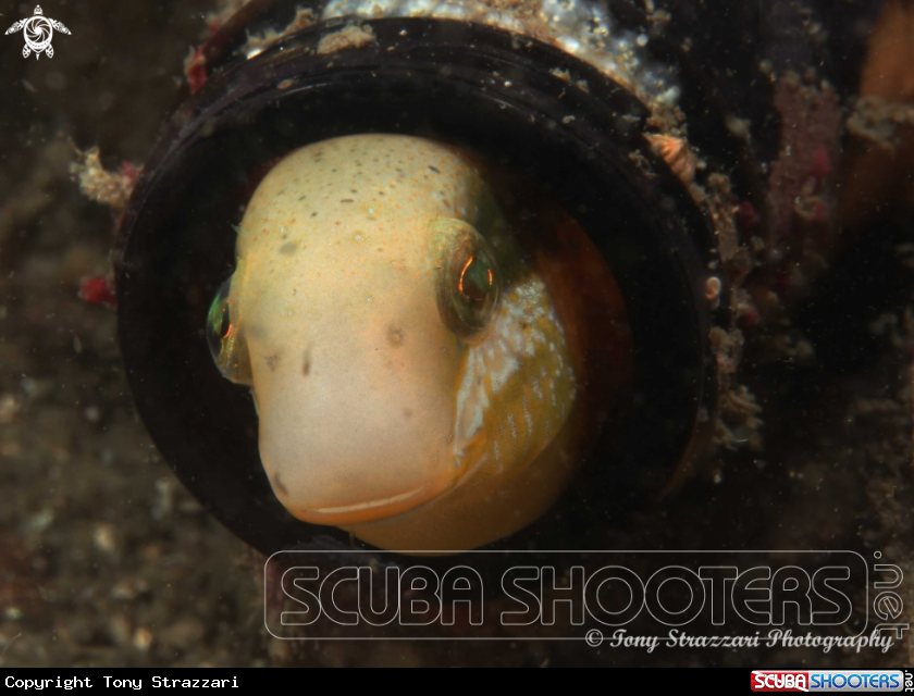 A Brown Sabretooth Blenny