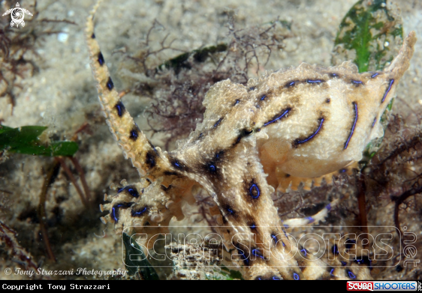 A Blue-lined Octopus