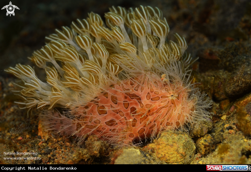 A Hairy forg fish