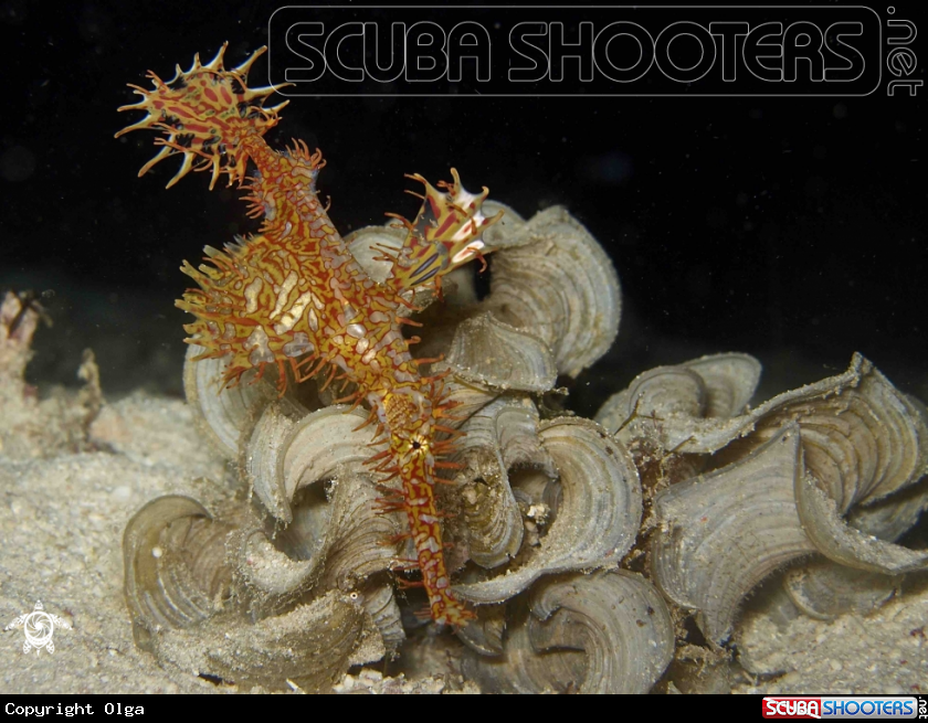 A Hornate Ghostpipefish