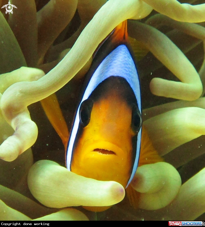 A Red Sea anemonefish