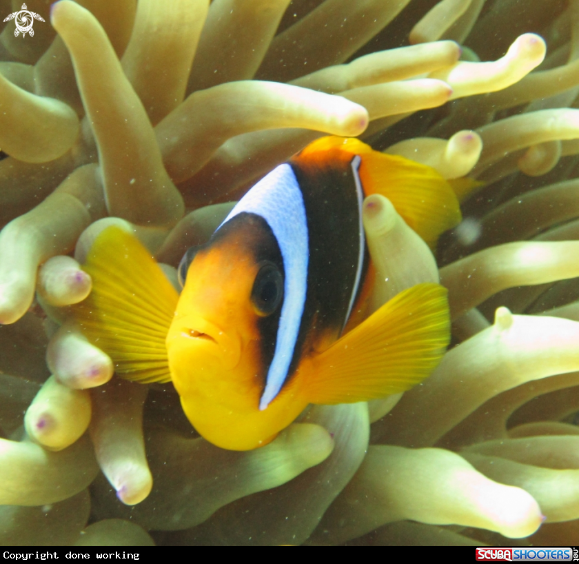 A Red Sea anemonefish