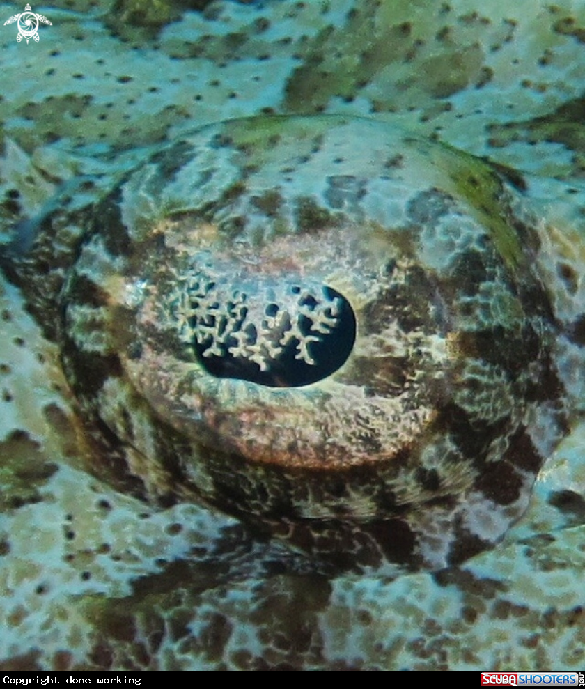 A Crocodile fish
