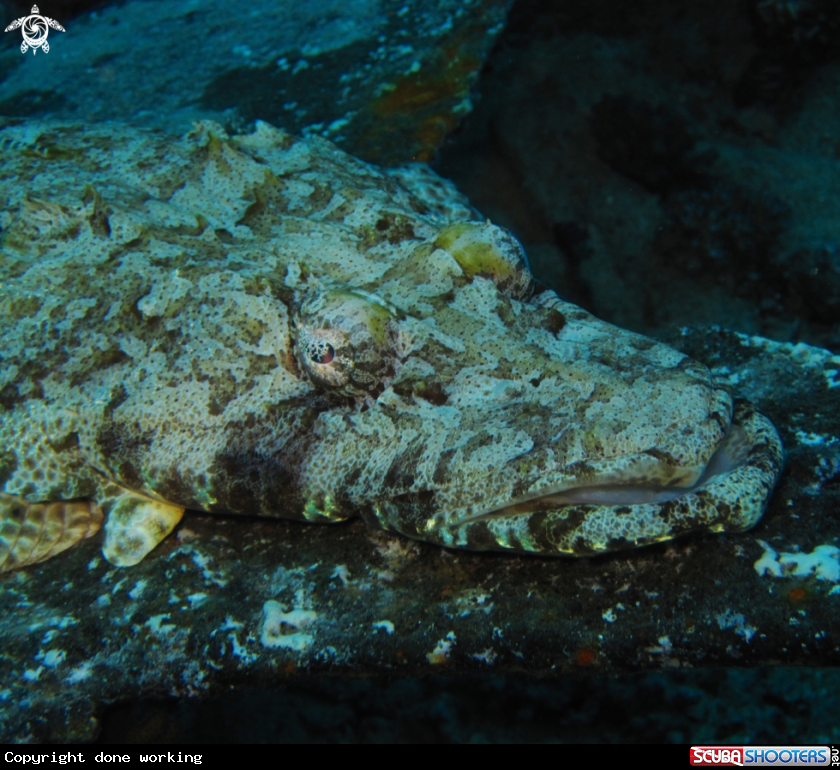 A Crocodile fish
