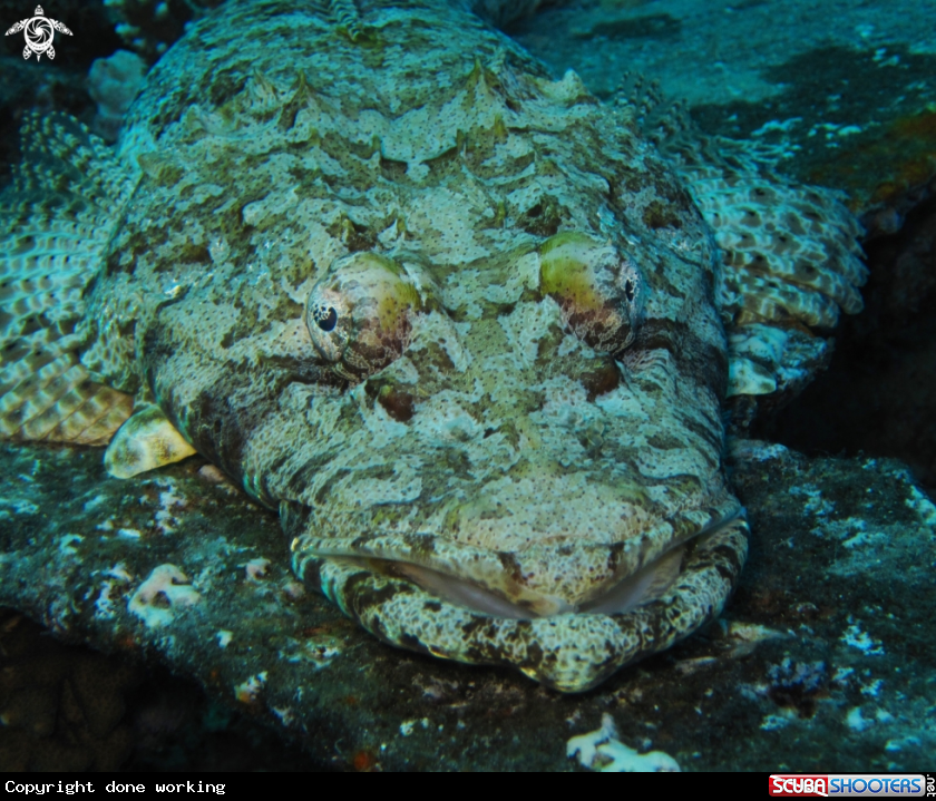 A Crocodile fish
