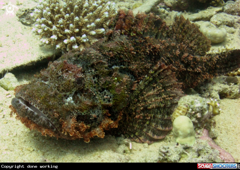 A Flat head scorpion fish