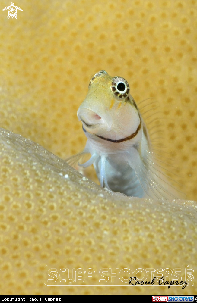 A Blenny
