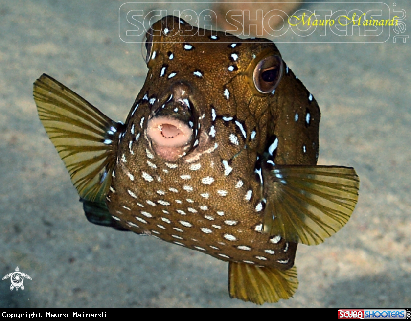 A Boxfish