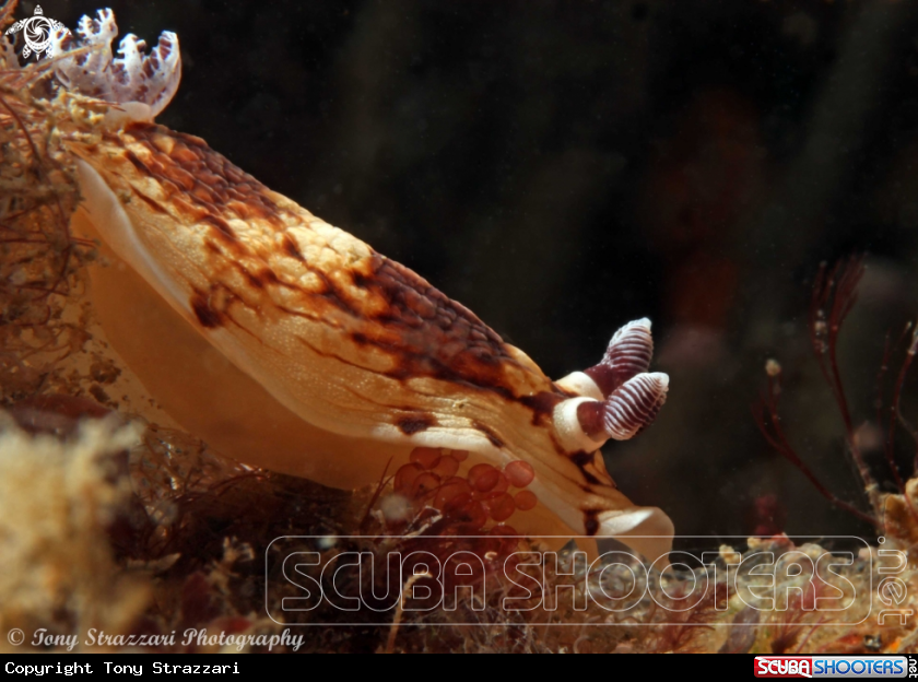 A Pancake Aphelodoris