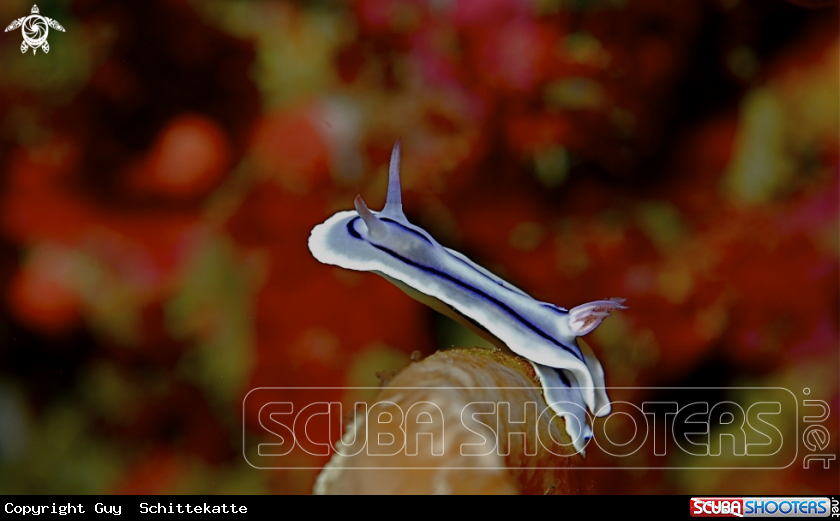 A underwater creature