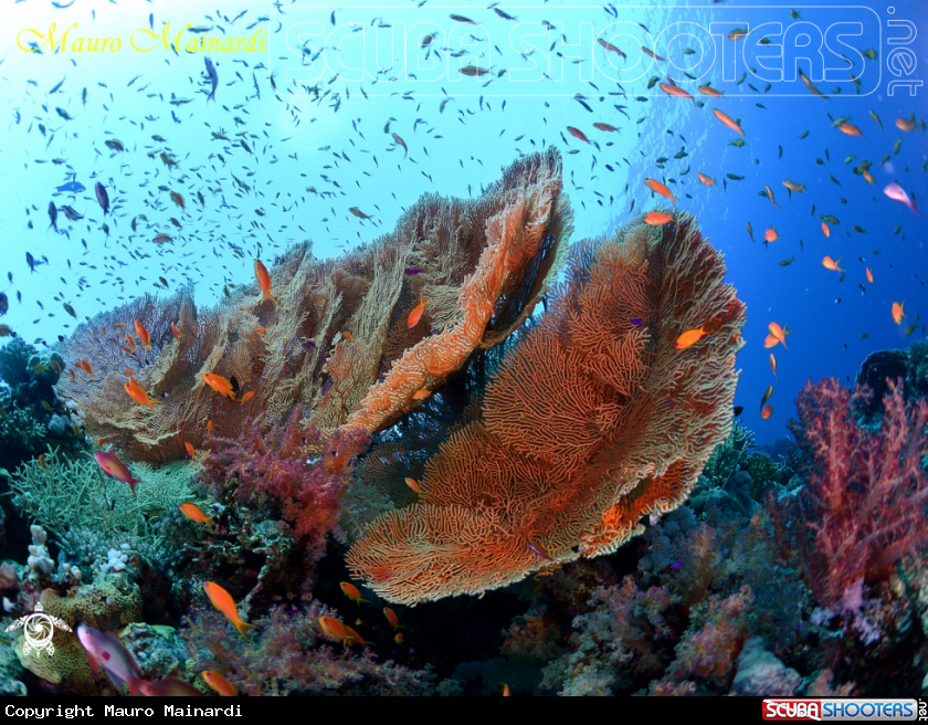 A Red sea panorama