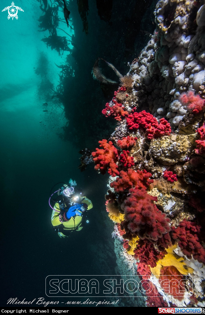 A Reef