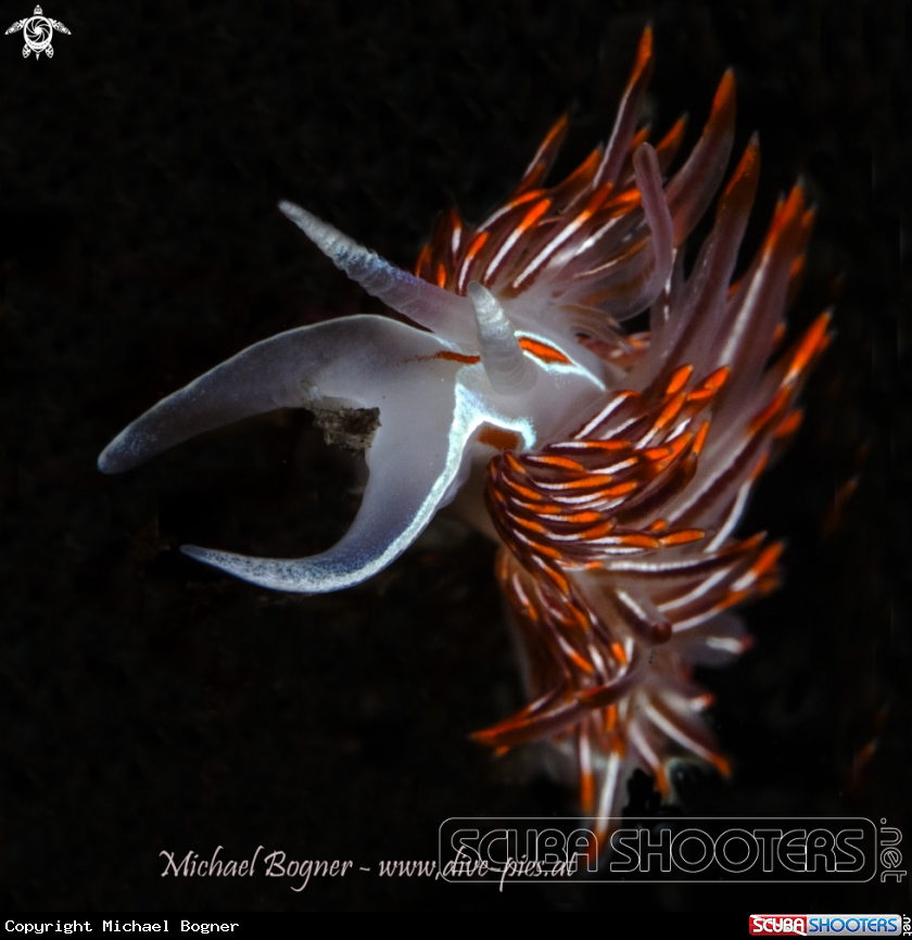 A Nudibranch