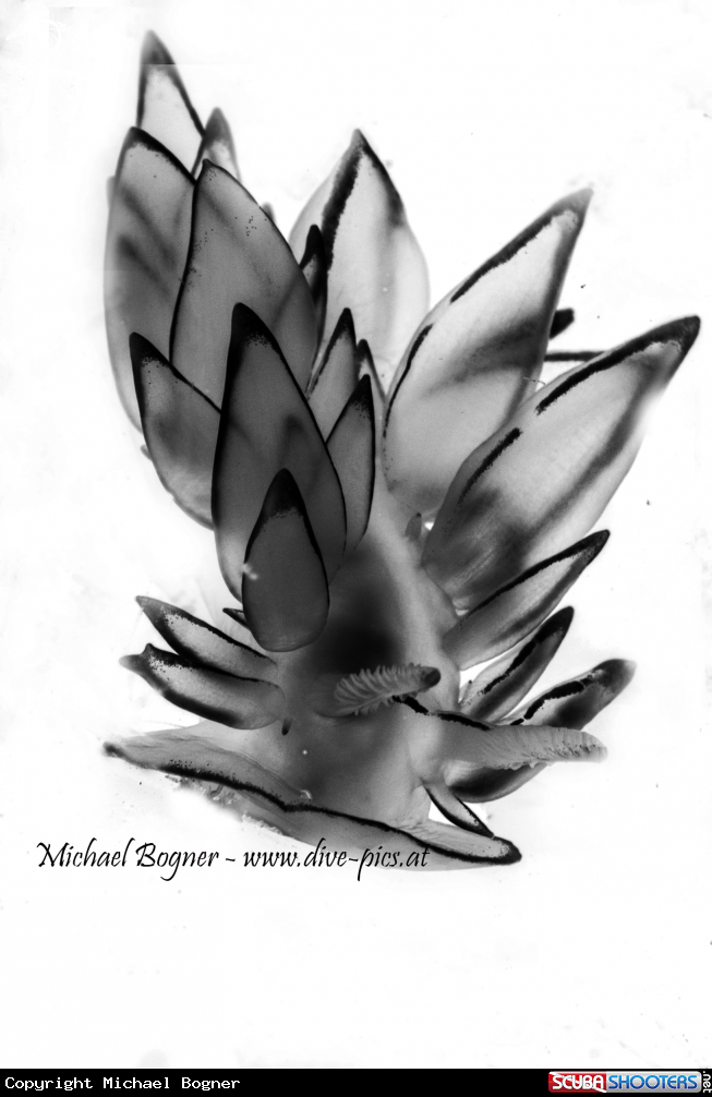 A Nudibranch