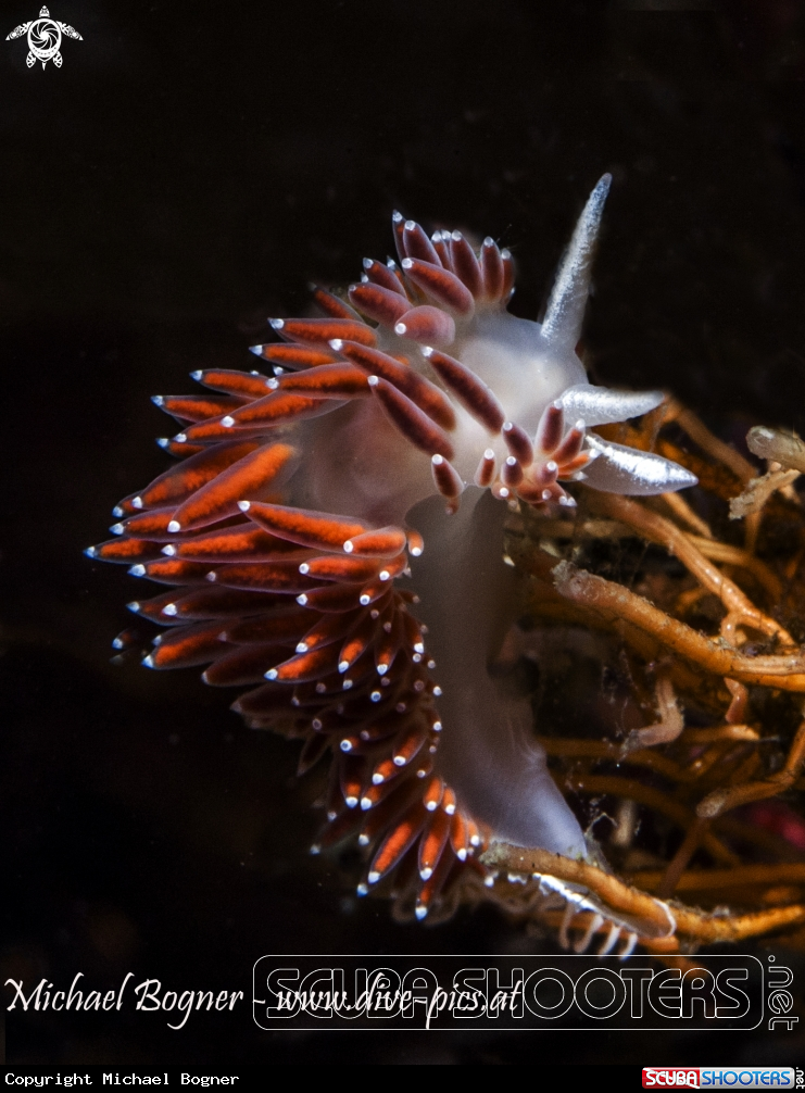 A Nudibranch