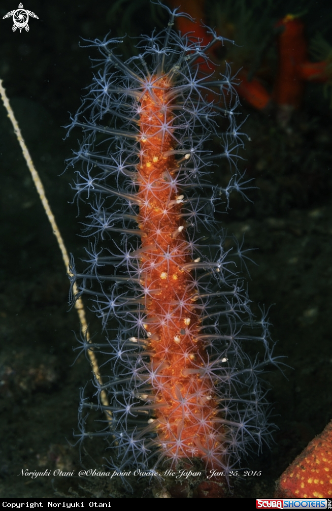 A Cavernularia obesa
