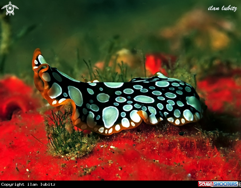A Flatworm