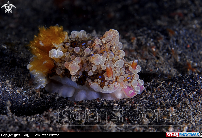 A underwater creature