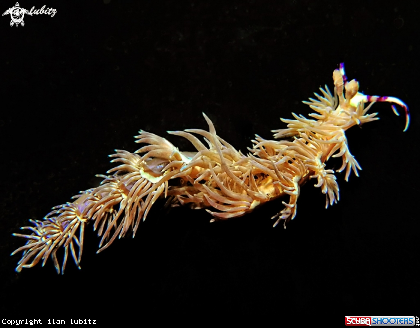 A Nudibranch